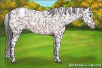 Horse Color:Brown Appaloosa 