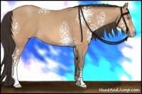Horse Color:White Spotted Amber Champagne 