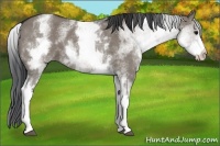 Horse Color:White Spotted Grullo