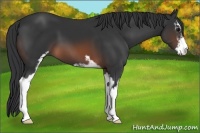 Horse Color:Brown Sabino 