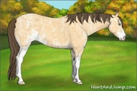 Horse Color:Amber Cream Champagne Ice Sabino