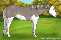 Horse Color:Silver Grullo Splash