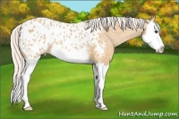 Horse Color:Silver Bay Dun Splash Appaloosa 