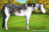 Horse Color:White Spotted Brown Ice 