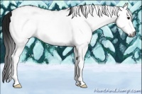 Horse Color:Gray White Spotted Black Ice