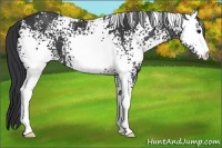 Horse Color:White Spotted Black