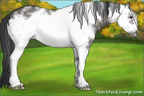 Horse Color: White Spotted Grullo Frame 