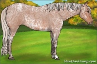 Horse Color:Silver Bay Ice Roan 