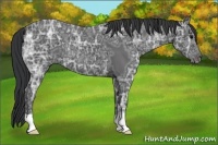 Horse Color:Black Ice 