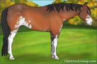 Horse Color:Brown Sabino