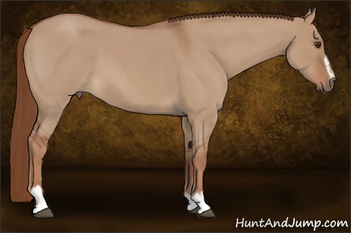 Horse Color: Red Dun Roan Sabino 