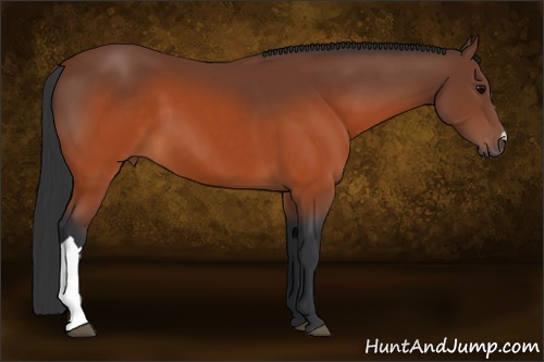 Horse Color: Brown 