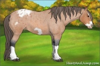 Horse Color:Bay Roan Splash Frame Appaloosa 
