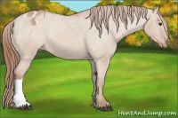 Horse Color:Red Dun Appaloosa Rabicano