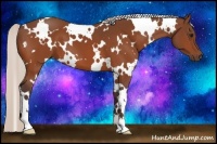 Horse Color:White Spotted Silver Bay 