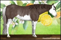 Horse Color:Liver Chestnut Splash Rabicano 