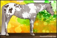 Horse Color:White Spotted Liver Chestnut Appaloosa 