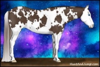 Horse Color:White Spotted Liver Chestnut Sabino Splash 