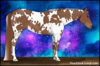 Horse Color:White Spotted Chestnut