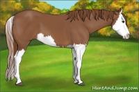 Horse Color:Chestnut Splash 