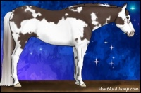 Horse Color:White Spotted Liver Chestnut Splash Frame 