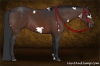 Horse Color:White Spotted Brown Frame 