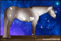Horse Color:Gray White Spotted Chestnut Frame 