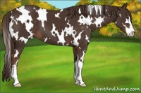 Horse Color:White Spotted Liver Chestnut Sabino 