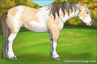 Horse Color:White Spotted Amber Cream Champagne Splash Frame 