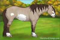 Horse Color:Liver Red Dun Frame Rabicano 