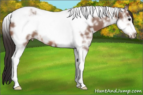 Horse Color: Bay Ice Tobiano Frame 
