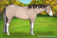Horse Color:Amber Champagne Roan Splash 