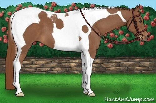 Horse Color: Chestnut Tobiano 
