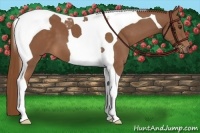 Horse Color:Chestnut Tobiano 