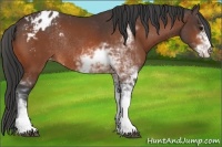 Horse Color:Bay Sabino Blanket Rabicano 