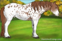 Horse Color:White Spotted Chestnut Sabino Near Leopard 