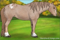 Horse Color:Chestnut Sabino Varnish Rabicano 