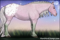 Horse Color:Watercolor Silver Bay Roan Appaloosa 