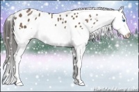 Horse Color:Liver Red Dun Splash Appaloosa 