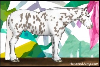 Horse Color:Silver Grullo Splash Tobiano Near Leopard 