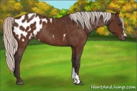 Horse Color:Silver Bay Appaloosa Rabicano