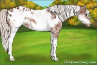 Horse Color:White Spotted Silver Brown Splash Frame Appaloosa 