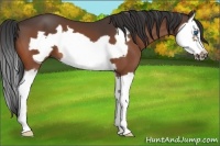 Horse Color:Bay Splash Frame