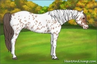 Horse Color:Bay Roan Tobiano Appaloosa