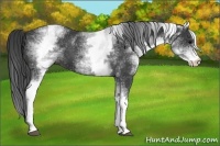 Horse Color:White Spotted Black 