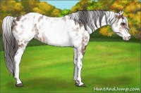 Horse Color:White Spotted Bay Appaloosa 
