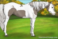 Horse Color:Silver Grullo Splash Tobiano