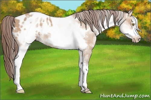 Horse Color: White Spotted Amber Champagne Frame Blanket 