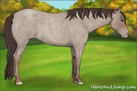 Horse Color:Classic Champagne Roan 
