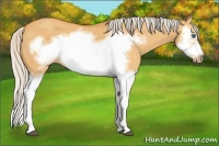 Horse Color:Silver Buckskin Dun Splash Frame 